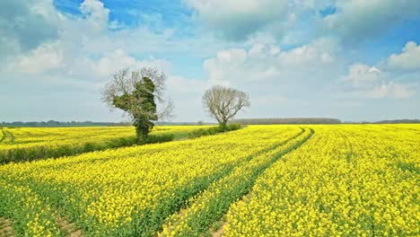 Eine-Ruhige-Zeitlupen-Drohnenaufnahme,-Die-Eine-Gelbe-Rapsernte-Mit-Einer-Landstraße-Und-Bäumen-Im-Hintergrund-Einfängt