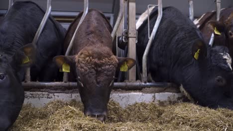 norwegian red cattles with ear tags eating hay on their stall at farm cowshed