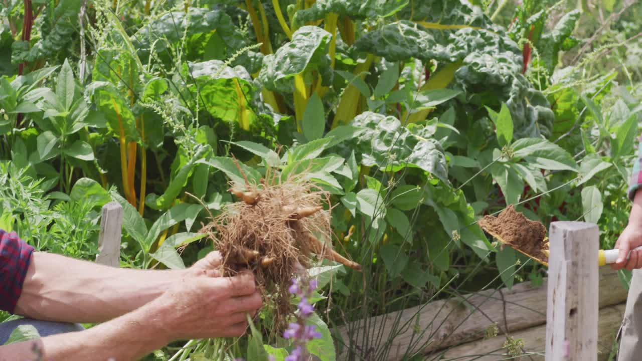 padre y hijo caucásicos felices recolectando verduras en el invernadero