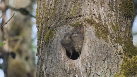 two baby grey starling bird chicks nesting standing in hollow tree hungry waiting and calling for mother to bring food medium slow motion
