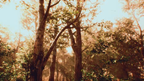 rays of sunlight in a misty forest in autumn