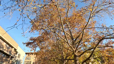 árbol de arce derramando hojas en un parque urbano