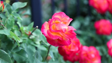 Wunderschöner-Rosa-Und-Gelber-Floribunda-Rosenstrauch,-Nahaufnahme