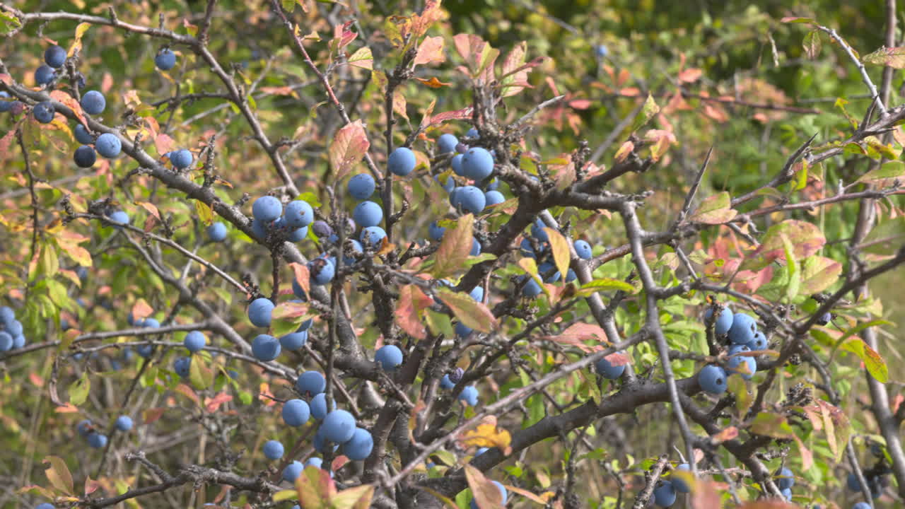 자연 환경에서 야생 검은 가시 열매