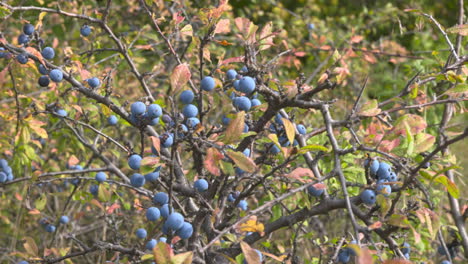 frutos silvestres de espino negro en el entorno natural