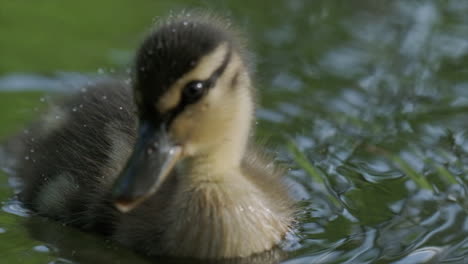 Close-up-shot-of-a-duckling-in-slow-motion