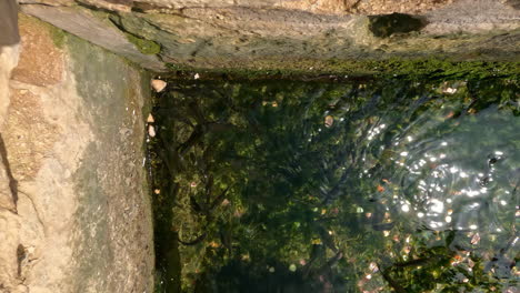 Fischen-Sie-Im-Küstenpier-Des-Mittelmeers-In-Malta