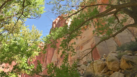 Üppiger-Pappelbaum-Mit-Canyonwänden-Dahinter,-Capitol-Reef-National-Park-In-Wayne-County,-Utah,-Vereinigte-Staaten