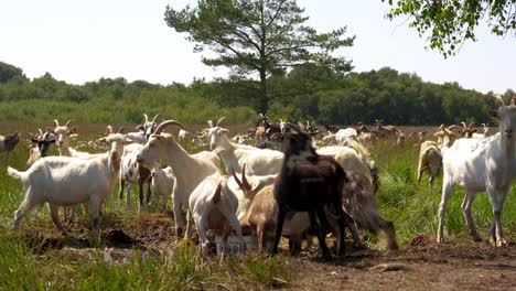 goats feeding from a bucket on a green field in denmark, showcasing rural life