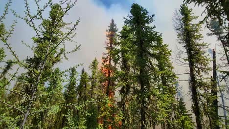 la cámara captura las llamas que envuelven el bosque, dejando un cielo lleno de humo