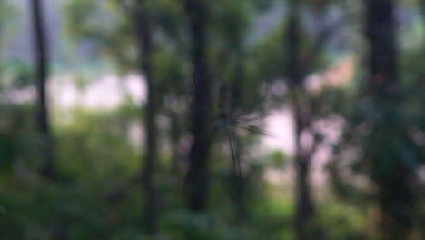 Shifting-focus-of-appearing-a-giant-spyder-in-the-woods-of-Nepal