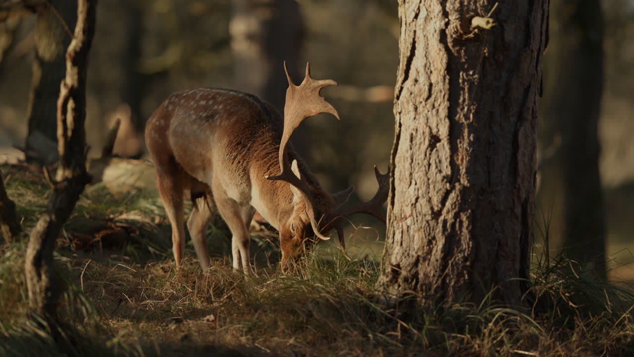 ciervos en el bosque