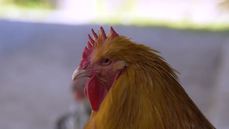 primer plano macro de gallina de pollo de color naranja descansando al aire libre en la naturaleza durante la luz del sol - toma de cabeza con detalles extremos