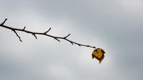 a solitary yellow leaf clings to a slender branch against a moody sky, showcasing the delicate interplay of nature's resilience and the changing seasons