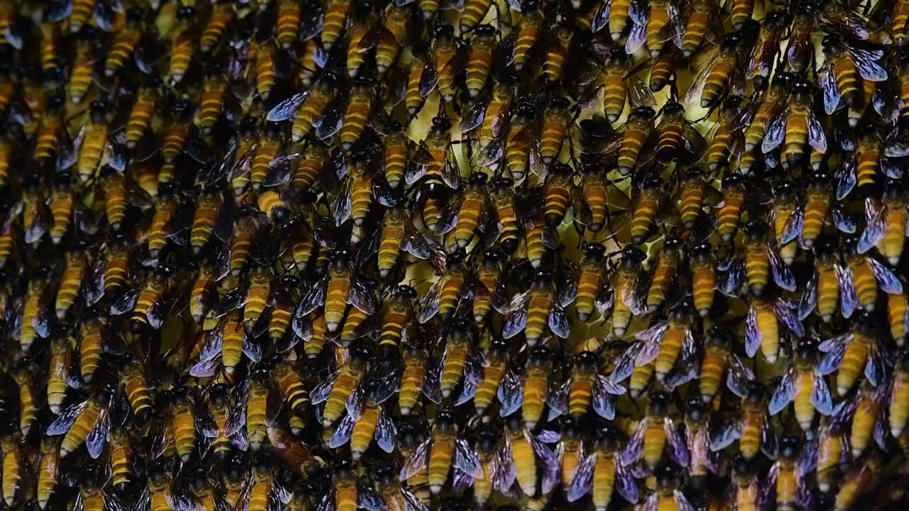 se sabe que las abejas melíferas gigantes construyen grandes colonias de nidos con bolsillos simétricos hechos de cera para almacenar miel como fuente de alimento.