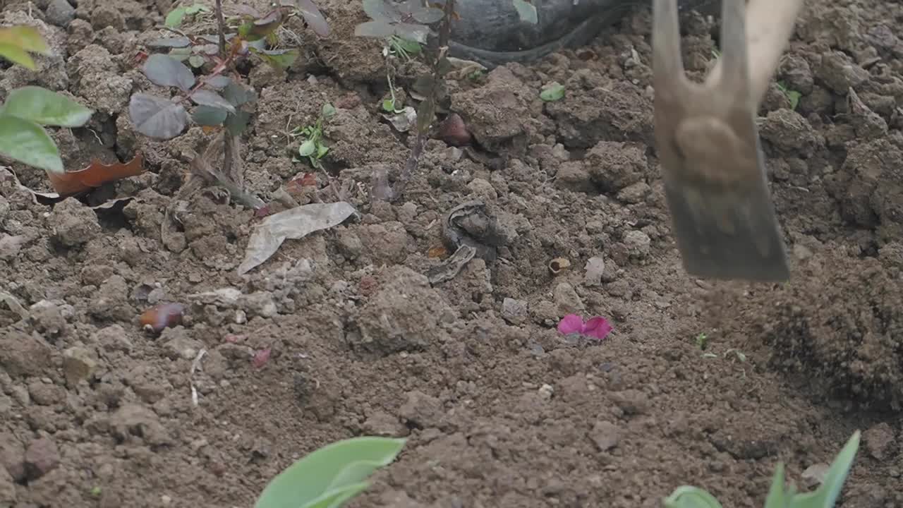 Gardening and planting in a flowerbed