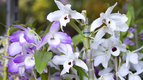 pretty white and lilac ornamental orchids in exposition at daylight