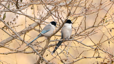 two azure-winged magpies rest on leafless tree in autumn park