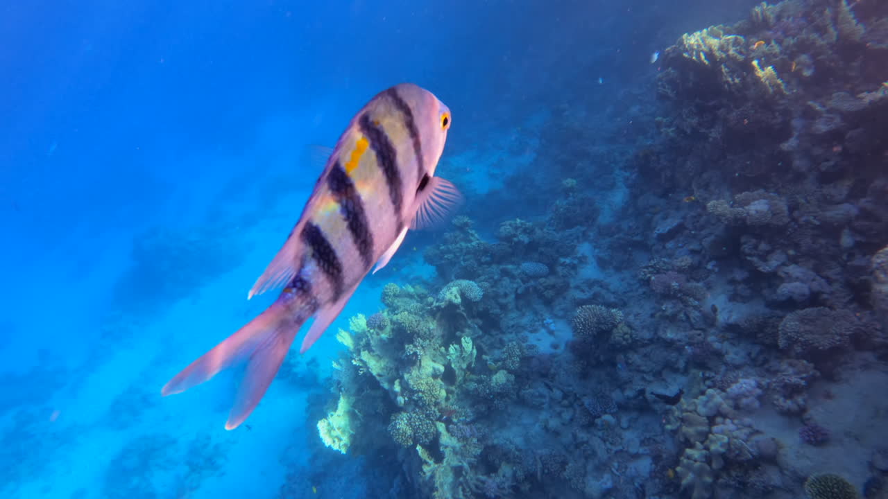 Close up of a Indo-Pacific sergeant fish swimming near a coral reef
