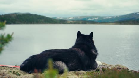 Alaskan-Malamute-Dog-Resting-By-The-Lake-Elgsjøen-In-Norway---Close-Up