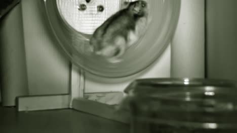 little dwarf russian hamster running on the hamster wheel, night vision infrared camera timelapse