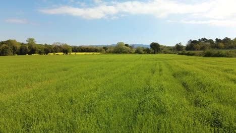 Carro-Aéreo-Dejado-Sobre-El-Campo-De-Colza-Verde-En-Un-Hermoso-Día