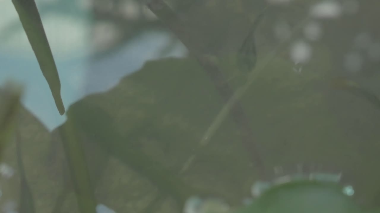 pez guppy y macro de hoja de loto