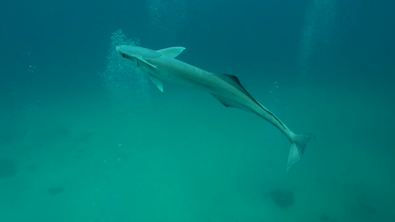 ramora mira de cerca