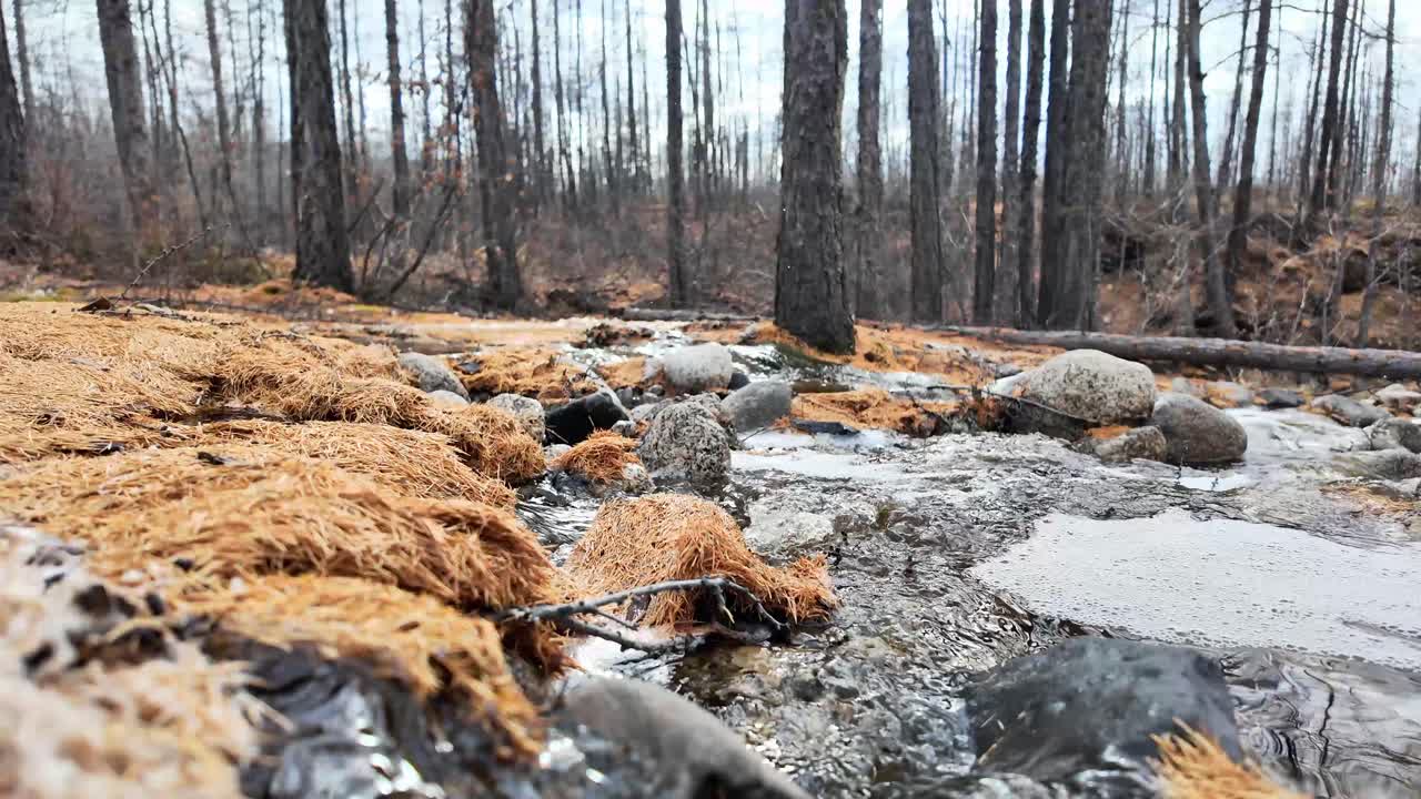 Et forårsbæk i skoven, der vækker naturen til live og skaber en strøm