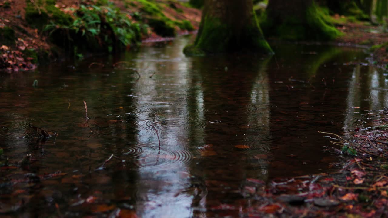 Closeup of Raindrops Creating Ripples on a Forest Pond with a Moody Autumn Atmosphere
