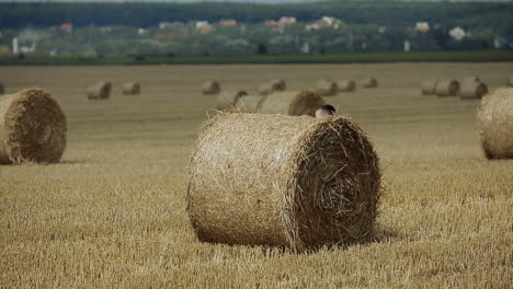 ein glückliches kind auf dem feld. ein liebenswerter junge verbringt zeit auf einem feld mit stroh