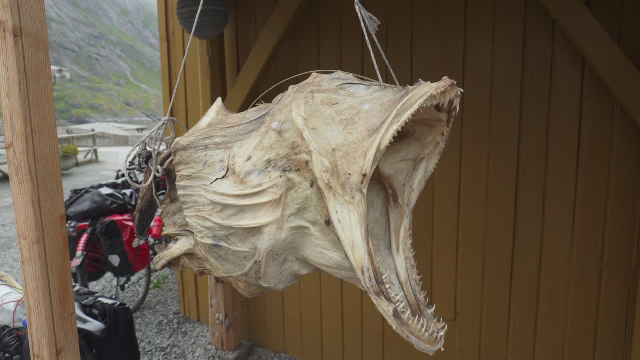 Primo piano di testa di merluzzo essiccato appesa fuori da una baracca di legno - Produzione di stoccafisso in Norvegia