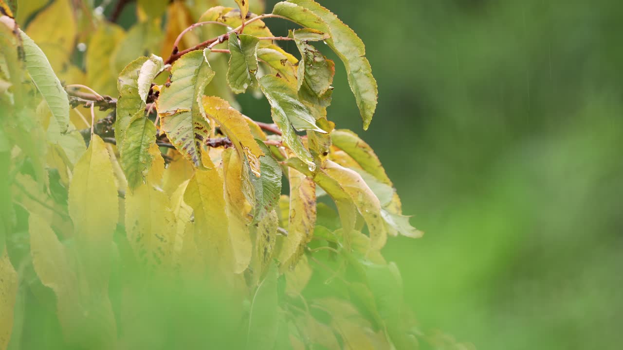 Detail of yellow sour cherry tree leaves on a rainy day on Autumn.
