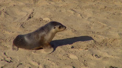 baby australian fur seals chase their mothers and try to nurse on a beach on kangaroo island australia 2