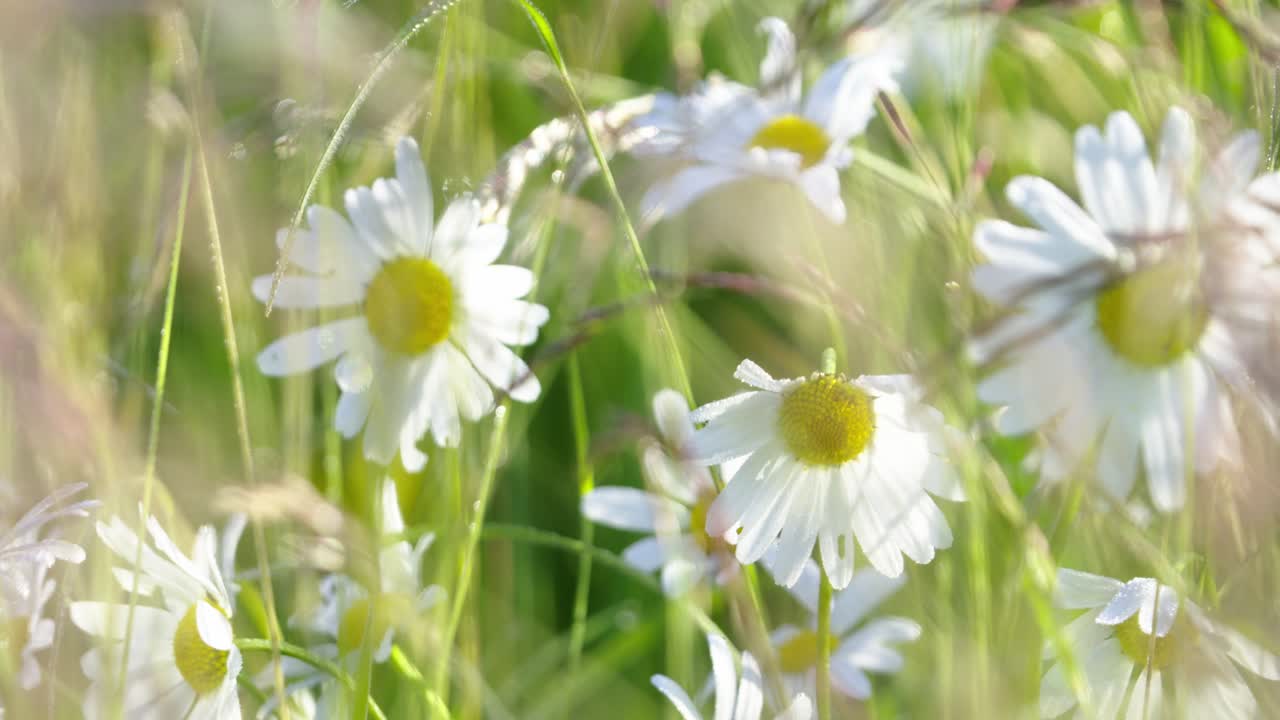 um close-up captura a beleza das margaridas balançando na brisa de verão