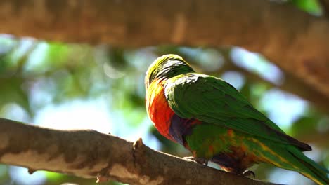 Australasian-parrot-with-vibrant-plumage,-rainbow-lorikeet-bird-perching-on-tree-branch,-beak-grinding,-tongue-clicking,-chirping-and-feeling-content-and-happy-after-feeding-under-beautiful-sunlight