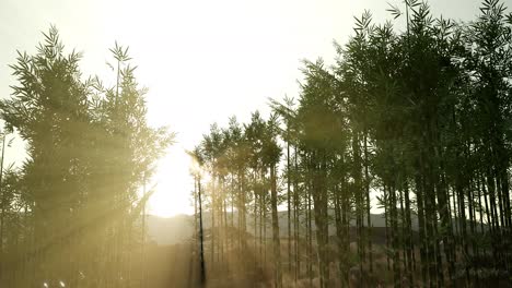 Green-bamboo-forest-in-hills