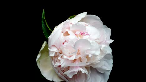 flowering of peony