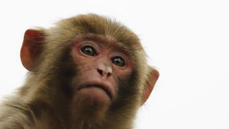 a young tibetan macaque (macaca thibetana) stares upward in a soft-lit close-up taken in zhangjiajie, china.