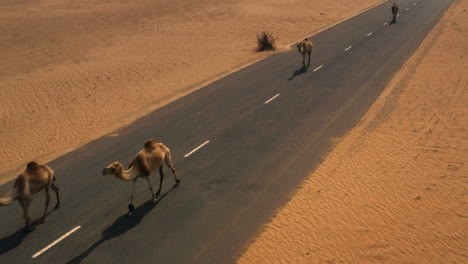 camels walking on a desert road