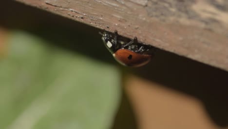 ladybird hanging from crevice