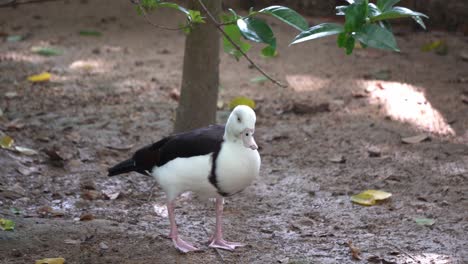 A-wild-goose-is-eat-the-leaves