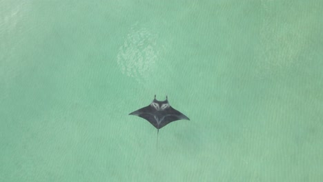 overhead: manta ray slowly swims bottom to top in center of frame