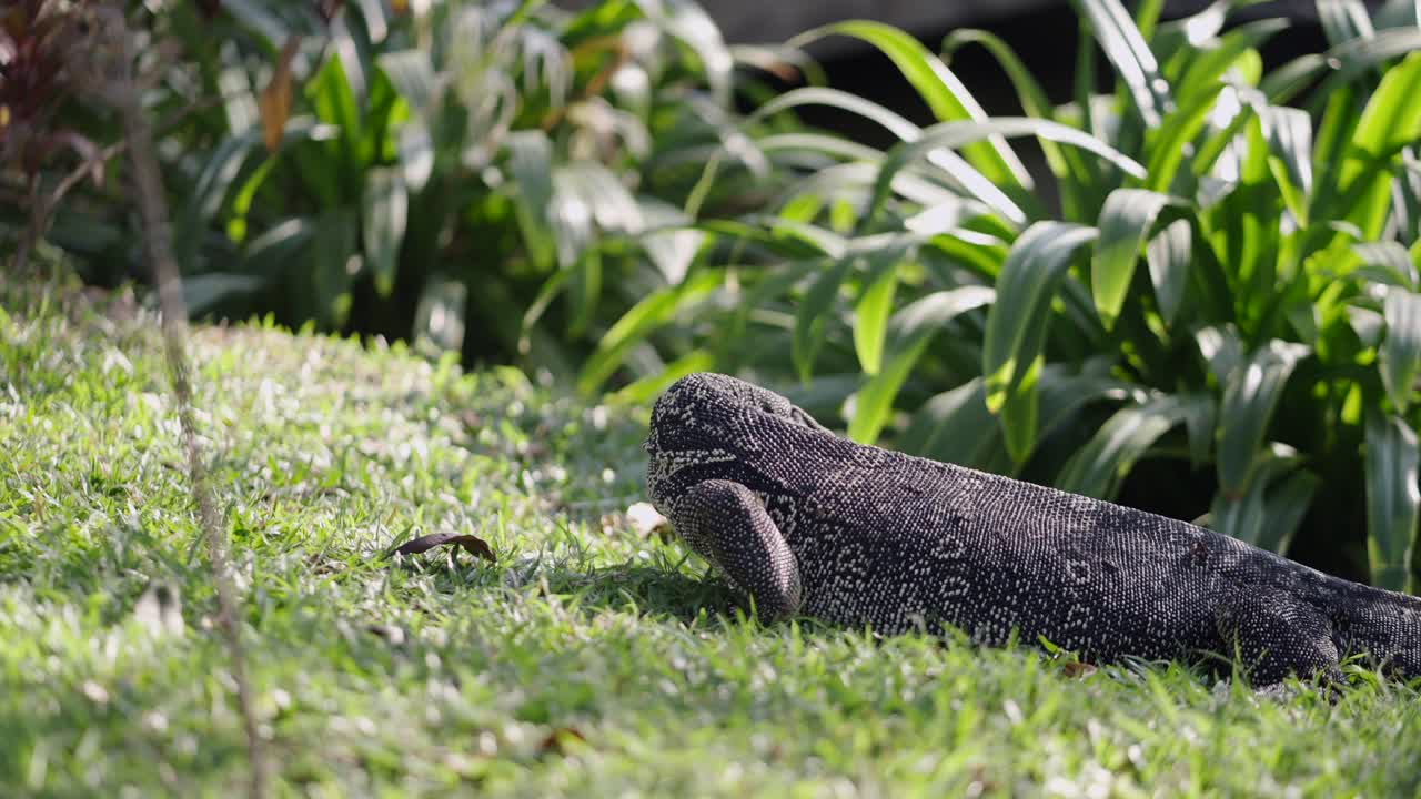 A monitor lizard in the grass