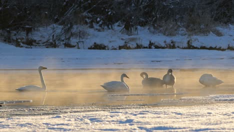 pequeña bandada de cisnes que descansan en el río, cubiertos de niebla por el evaporación del agua