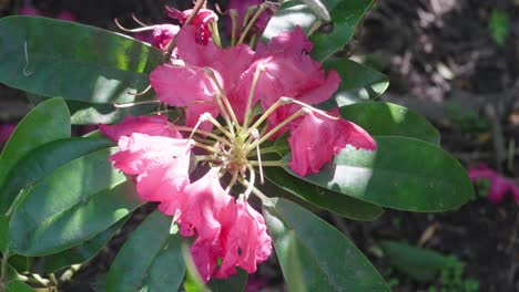 dying rhododendron flowers are in the spotlight of bright sunbeams