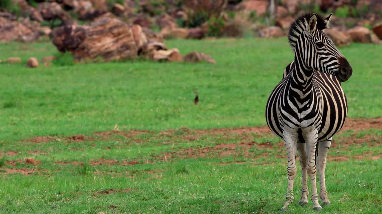 임신 중인 제브라는 푸른 사바나에서 경각심을 가지고 위협을 탐지합니다.