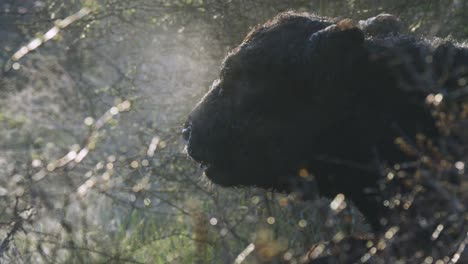 el ganado de las tierras altas en una mañana de niebla
