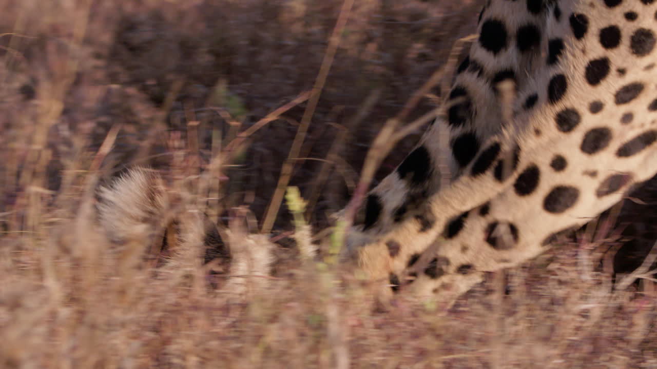 Close up follow shot of a cheetah's hind legs walking