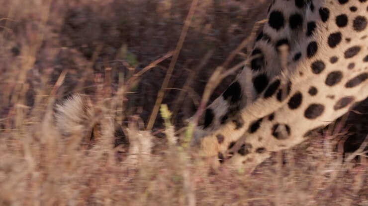 Close up follow shot of a cheetah's hind legs walking